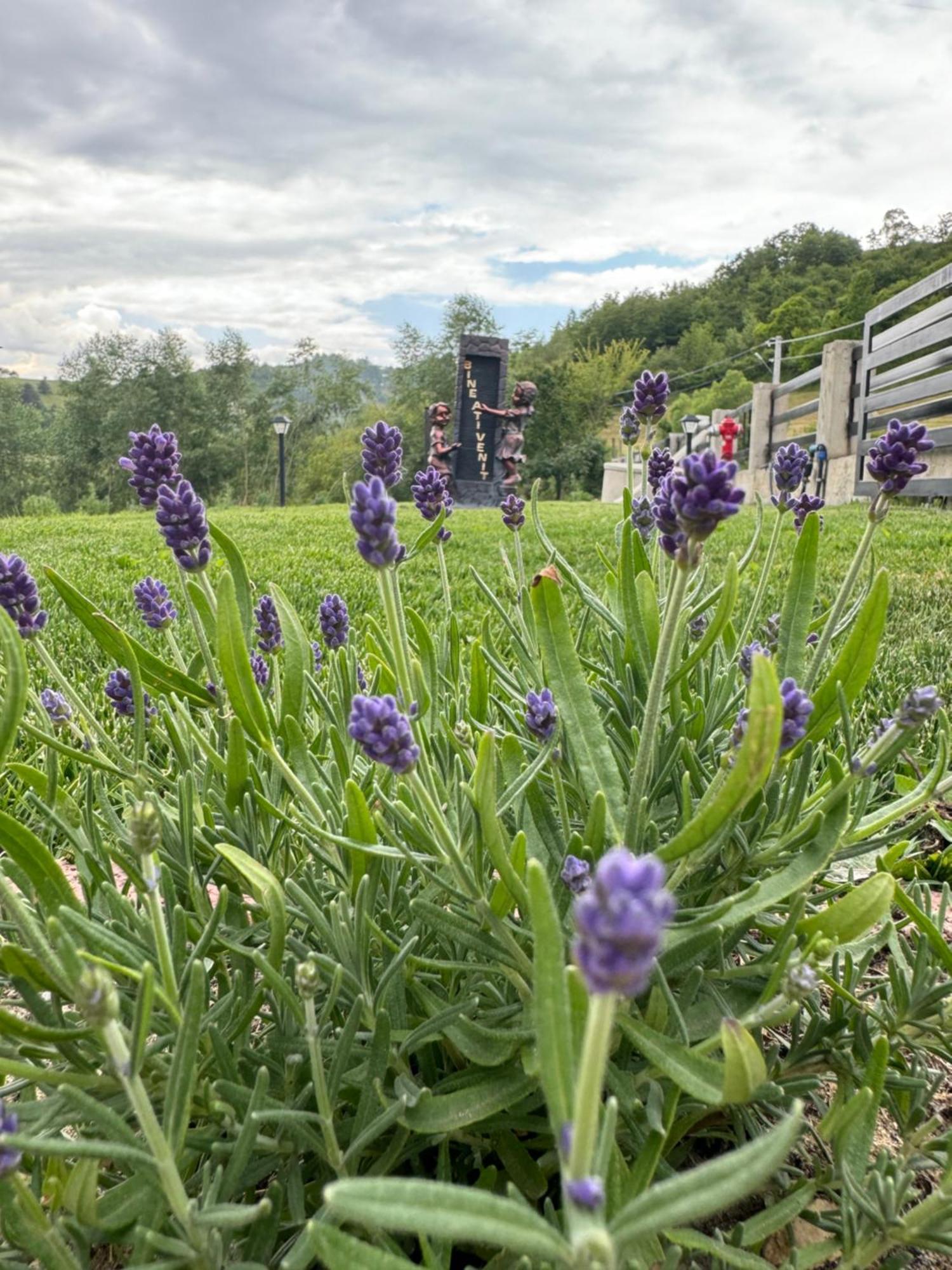 Отель Evenimente Edelweiss Bogdan Voda Экстерьер фото